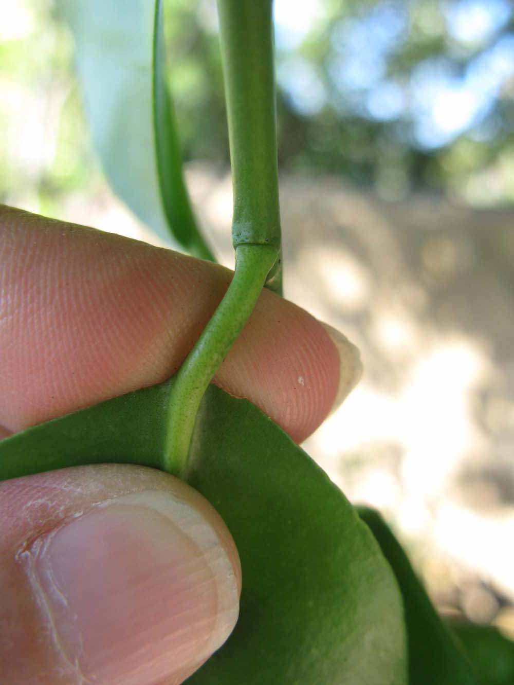              Petiole (Winter Haven, FL)       